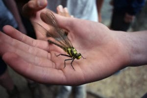 A closeup of a local visitor