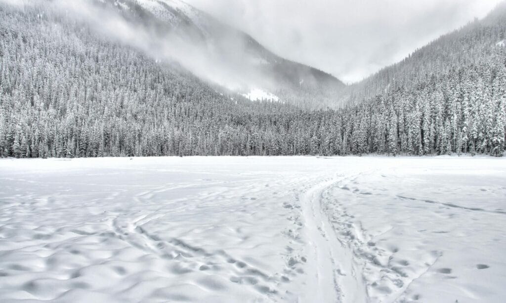 Snow in the woods