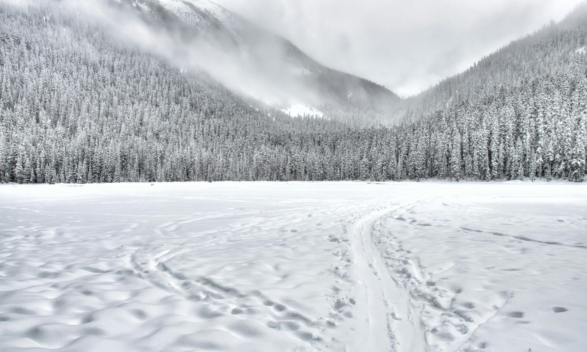 Snow in the woods